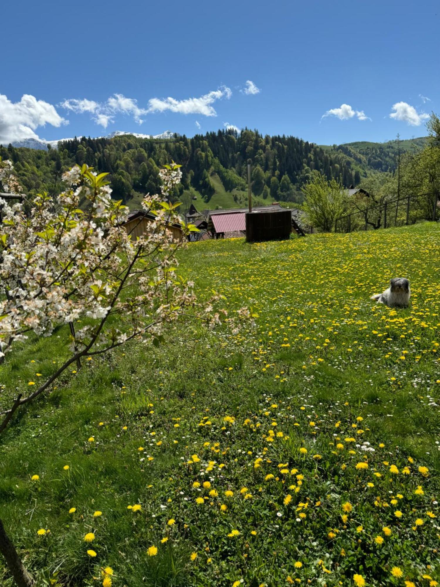 Pensiunea Dorali Moieciu de Jos Dış mekan fotoğraf